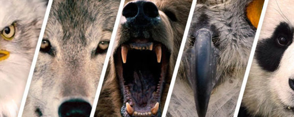animal totem